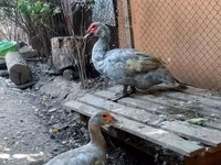 Hausente — Foto 5