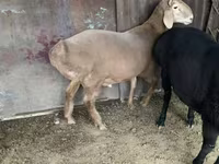Beran, Hissar sheep — foto 4