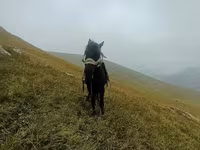 اسب نر, اسب — عکس 5