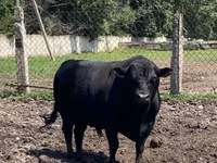 Bò đực, Aberdeen – Angus — ảnh 5