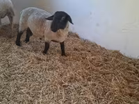 Domba jantan, White Suffolk sheep — foto 3