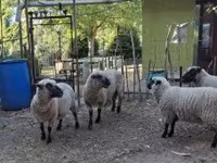 Vædder, Shroshire sheep — foto 5