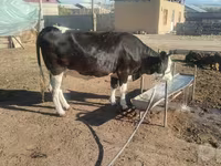 Kuh, Russian Black pied cattle — Foto 3