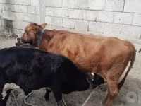 Krava, Skot — foto 1