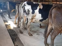 गाय, Swiss cattle — फ़ोटो 1