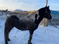 Cavallo, Yakutian horse — foto 3