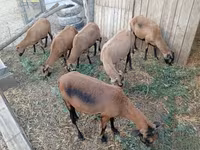 แกะตัวเมีย, Cameroon sheep — รูปภาพ 3