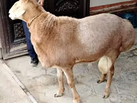 Beran, Arashan sheep — foto 2
