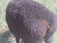 Kambing jantan, Hissar sheep — foto 2