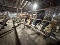 ላም, Cattle — ፎቶ 2