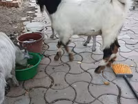 बकरा, Beetal goats — फ़ोटो 3