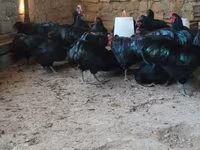 مالینز — عکس 8
