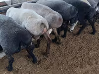 Kambing jantan, Sheep — foto 3