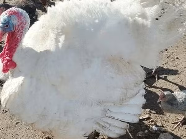 Turkeys