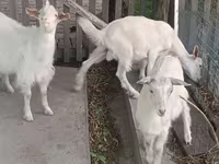 Ziege, Saanen goat — Foto 1