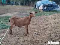 ፍየል, Goats — ፎቶ 5
