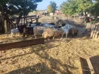 Moutons (lot, sexe non indiqué), Dorper sheep — photo 4