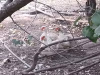 Muscovy domestica — foto 3