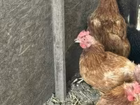 Chickens — 照片 3
