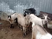 بکری, Alpine goat — تصویر 1