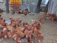 Chickens — foto 2