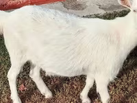 Kambing betina, Saanen goat — foto 2