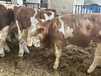 Бұқа, Simmental cattle — 4-сурет