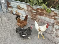 Chickens — عکس 2