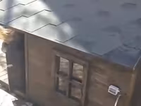 İsti pol ilə it evi - Material: möhkəm taxta konstruksiya, ikiqat — Foto 4