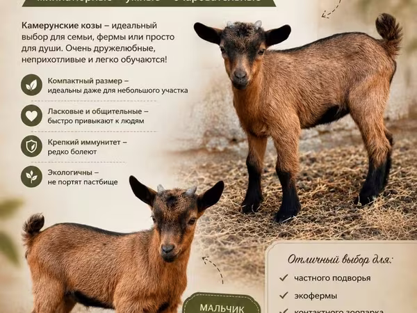 Nőstény kecske, Kecskék