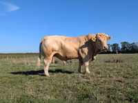 گاو نر, Charolais cattle — عکس 3