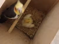 Məhsul: Nimfa (Cockatiel) cütlükləri və yuvalama dəsti Korella — fotografija 4
