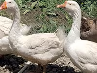 Geese — عکس 5