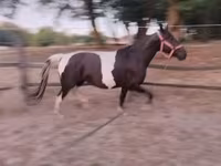 Faras dhaddig, Appaloosa — sawirka 8