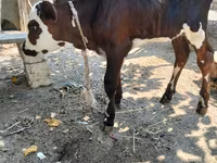 بقرة, Simmental cattle — الصورة 3