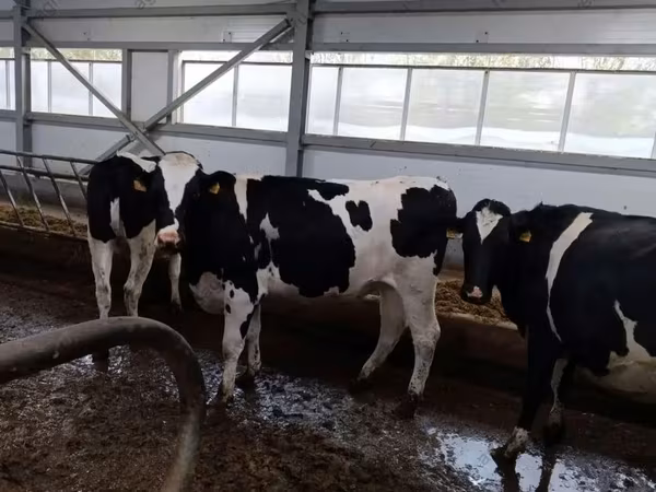 母牛, Holstein breed