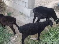 قوچ, گوسفند — عکس 3