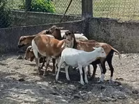 Модагӯсфанд, Cameroon sheep — акс 1