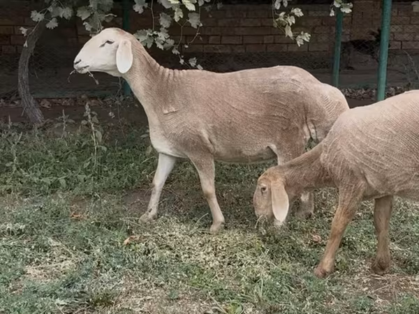 Pecora, Arashan sheep