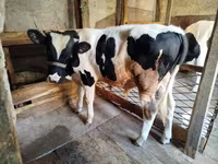 Tyre, Russian Black pied cattle — foto 1