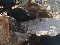 Ducks — foto 2