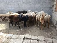 Beran, Ovce — foto 2