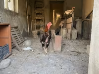 Shamo chickens — foto 6