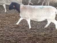 گوسفند (گروه، جنسیت مشخص نشده), Dorper sheep — عکس 1