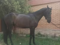 Faras, Anglo-Arabian — sawirka 1
