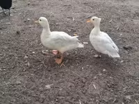 Ducks — Foto 1