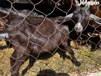 Արու այծ, Nubian Goat — լուսանկար 4
