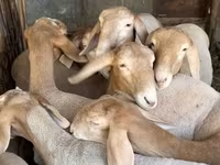 Ovce, Arashan sheep — foto 2