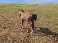 Cavalo, Karabakh horse — foto 5