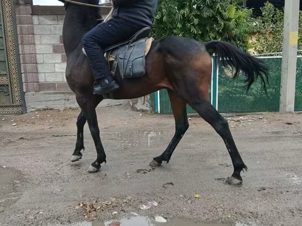 ঘোড়া, Thoroughbred horse